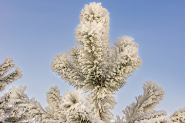 young pine in the city covered with snow and hoarfrost from severe frost