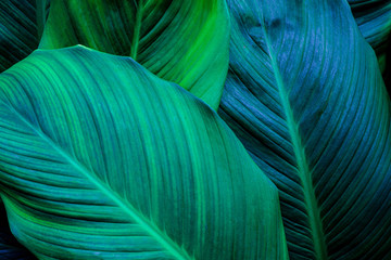leaves of Spathiphyllum cannifolium, abstract green texture, nature background, tropical leaf