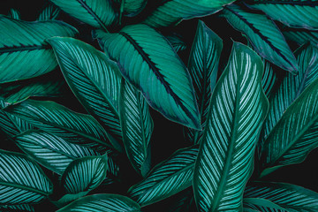 closeup nature view of green leaf in garden, dark wallpaper concept, nature background, tropical leaf