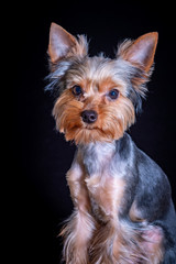 Yorkshire Terrier, dog pet, puppy beloved friend