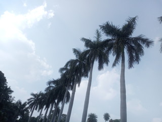 Fototapeta premium palm trees and blue sky