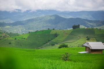 Obraz premium fresh green terrace paddy rice field over the mountain range and beautiful organics agriculture landscape , travel in Chiang Mai,Thailand 