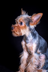 Yorkshire Terrier, dog pet, puppy beloved friend