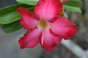 Naklejka premium red flower in garden