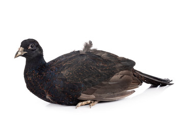 Tenebrosus pheasant in studio