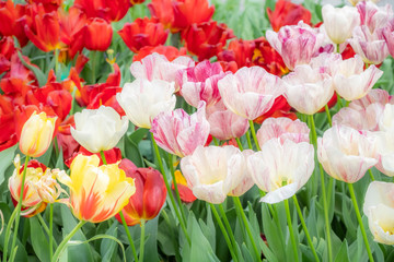 Beautiful Tulip flowers red, mixed yellow - red and mixed white - pink colors blooming in the garden