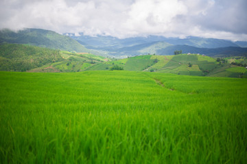 fresh green terrace paddy rice field over the mountain range and beautiful organics agriculture landscape , travel in Chiang Mai,Thailand
