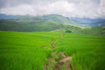 Fototapeta na wymiar fresh green terrace paddy rice field over the mountain range and beautiful organics agriculture landscape , travel in Chiang Mai,Thailand 