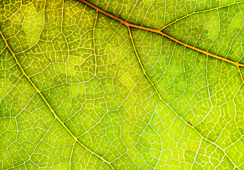 Background image of a leaf of a tree close up. A green leaf of a tree is a big magnification. Macro shooting.