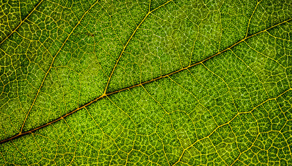 Background image of a leaf of a tree close up. A green leaf of a tree is a big magnification. Macro shooting.