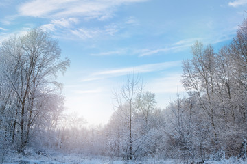 Beautiful winter frosty landscape with snow-covered white trees, snowdrifts and sunlight with a blue fairy-tale sky.