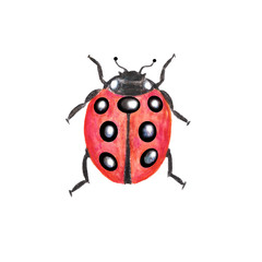 red ladybug closeup, watercolor hand drawn illustration isolated on white background 