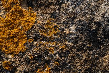 The texture of the stone overgrown with moss. Background image of a boulder