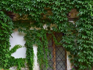 door with ivy