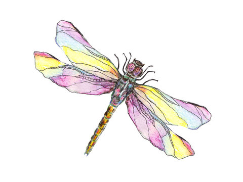 dragonfly closeup, watercolor hand drawn illustration isolated on white background