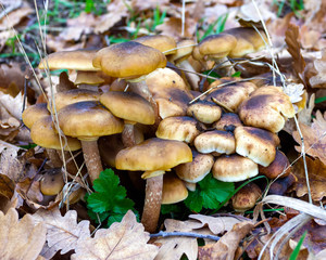 Autumn mushrooms growing in natural natural conditions, gifts of nature in the autumn forest, close-up.