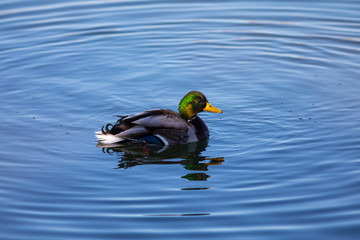 ánade real o azulón (Anas platyrhynchos)​  en el Parc Natural dels Aiguamolls de l'Empordà, Castelló d'Empúries, Girona. Catalunya.
