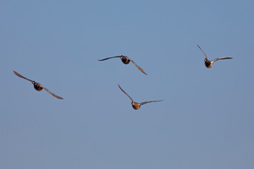 Ánades reales (Anas platyrhynchos) volando