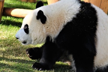 上目使いのパンダ