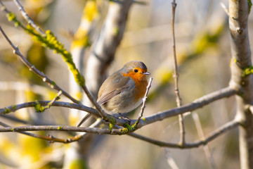Petirrojo europeo (Erithacus rubecula)