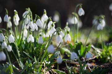  Snowdrop flowers in spring forest.