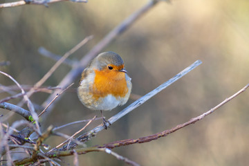 Petirrojo europeo (Erithacus rubecula)