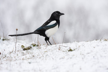 Common magpie, pica pica, perched on the snowy ground. Leon, Spain