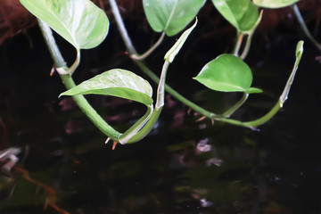 Closeup on beautiful form of Devil's ivy in the natural forest on the surface of running water background.