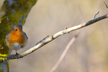 Petirrojo europeo (Erithacus rubecula)