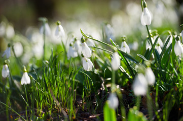 Obraz premium Snowdrop or common snowdrop (Galanthus nivalis) flowers.Snowdrops after the snow has melted. In the forest in the wild in spring snowdrops bloom.