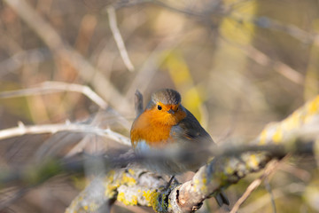 Petirrojo europeo (Erithacus rubecula)
