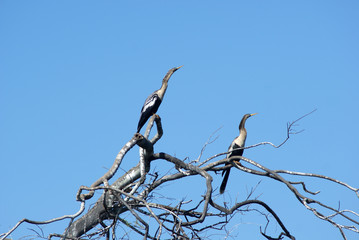 Long neck birds on the look out for prey