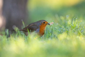 Petirrojo europeo (Erithacus rubecula) comiendo migas de pan