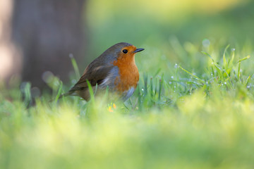 Petirrojo europeo (Erithacus rubecula) en el Parque Natural dels Aiguamolls de L'Empordà, Castelló d'Empúries, Girona, Catalunya.