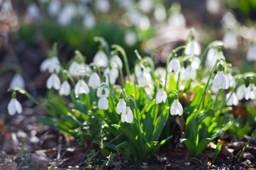 Snowdrop or common snowdrop (Galanthus nivalis) flowers.Snowdrops after the snow has melted. In the forest in the wild in spring snowdrops bloom.