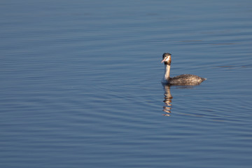 Somormujo lavanco (Podiceps cristatus) en el Parc Natural del Aiguamolls de l'Empordà, Castelló d'Empúries, Girona, Catalunya