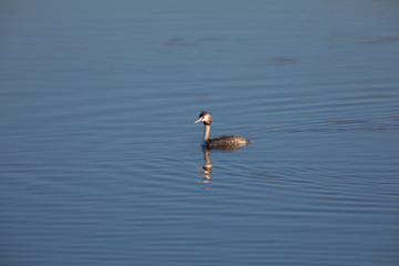 Somormujo lavanco (Podiceps cristatus) en el Parc Natural del Aiguamolls de l'Empordà, Castelló d'Empúries, Girona, Catalunya