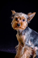 Yorkshire Terrier, dog pet, puppy beloved friend