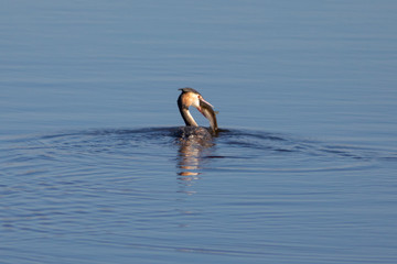 Somormujo lavanco (Podiceps cristatus) comiendose un pez en el Parc Natural del Aiguamolls de...