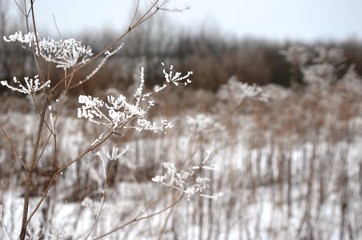 Close up Dry wildflowers, grass, dry inflorescences covered with hoarfrost, white snow on the Backfround of gray sky. Snowy wintertime cloudy day. Copy space