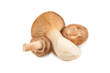 Shitake, eringi  tasty mushroom isolated on white background.