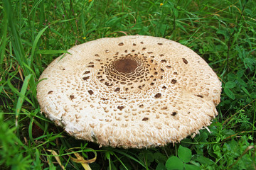 Parasol (Macrolepiota procera) mushroom with a diameter of 25 cm
