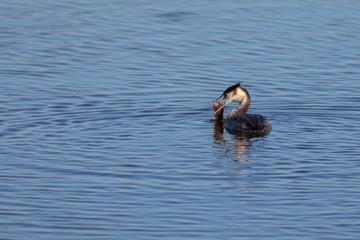Somormujo lavanco (Podiceps cristatus) comiendose un pez en el Parc Natural del Aiguamolls de l'Empordà, Castelló d'Empúries, Girona, Catalunya