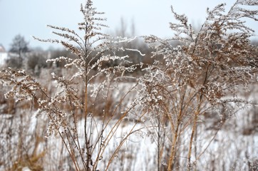 Close up Dry wildflowers, grass, dry inflorescences covered with hoarfrost, white snow on the Backfround of gray sky. Snowy wintertime cloudy day.
