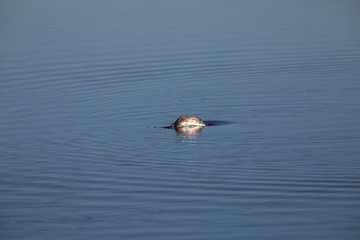 Somormujo lavanco (Podiceps cristatus) en el Parc Natural del Aiguamolls de l'Empordà, Castelló d'Empúries, Girona, Catalunya
