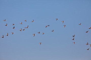 Bandada de ánsares comunes (anser anser) volando