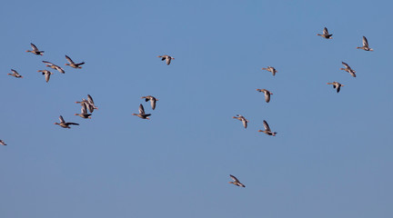 Bandada de ánsares comunes (anser anser) volando
