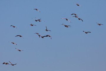 Bandada de ánsares comunes (anser anser) volando