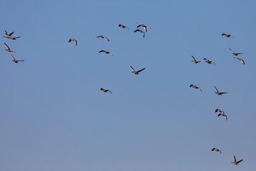 Bandada de ánsares comunes (anser anser) volando