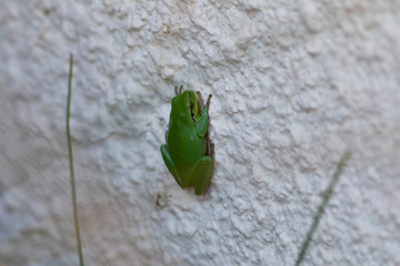 Ranita meridional (Hyla meridionalis)